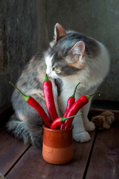 Alimenti tossici per i gatti: cosa evitare per proteggerli