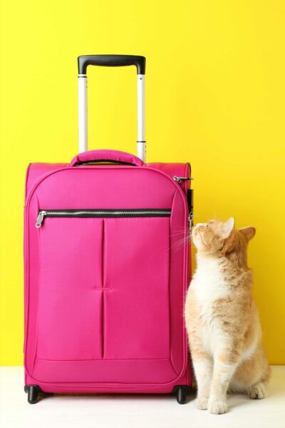 Cosa mettere in valigia per il gatto: la guida completa per viaggiare senza stress