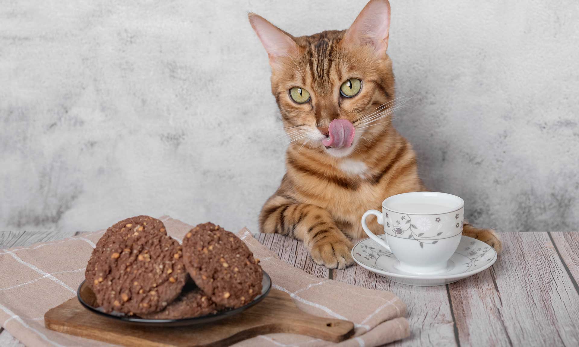 Proteggi il tuo gatto dagli alimenti tossici