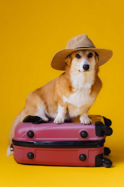 Valigia per il cane: tutto il necessario per viaggiare