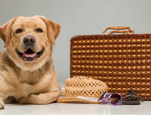 Viaggiare con il cane: cosa mettere in valigia