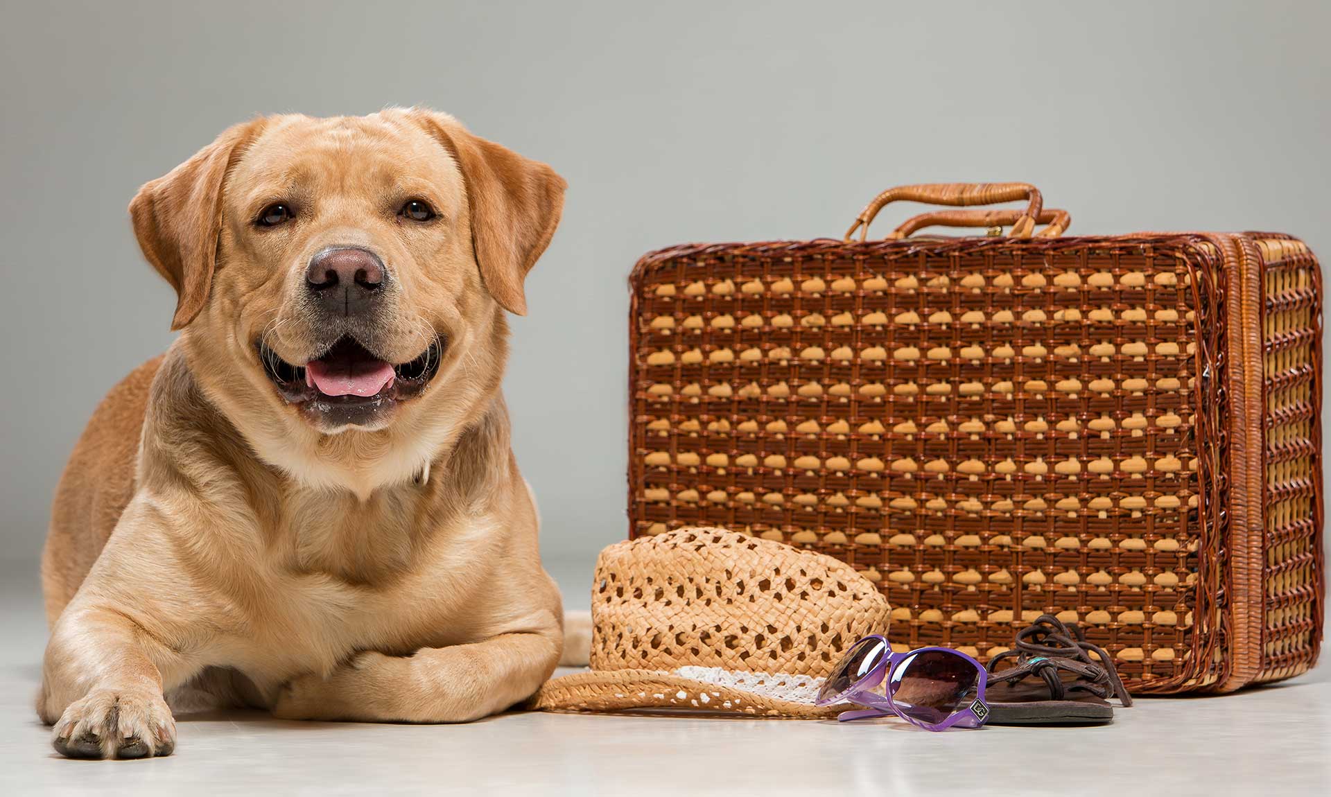 Viaggiare con il cane: cosa mettere in valigia