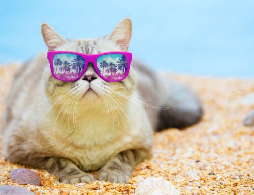 Viaggiare con il gatto: la checklist essenziale per una vacanza serena