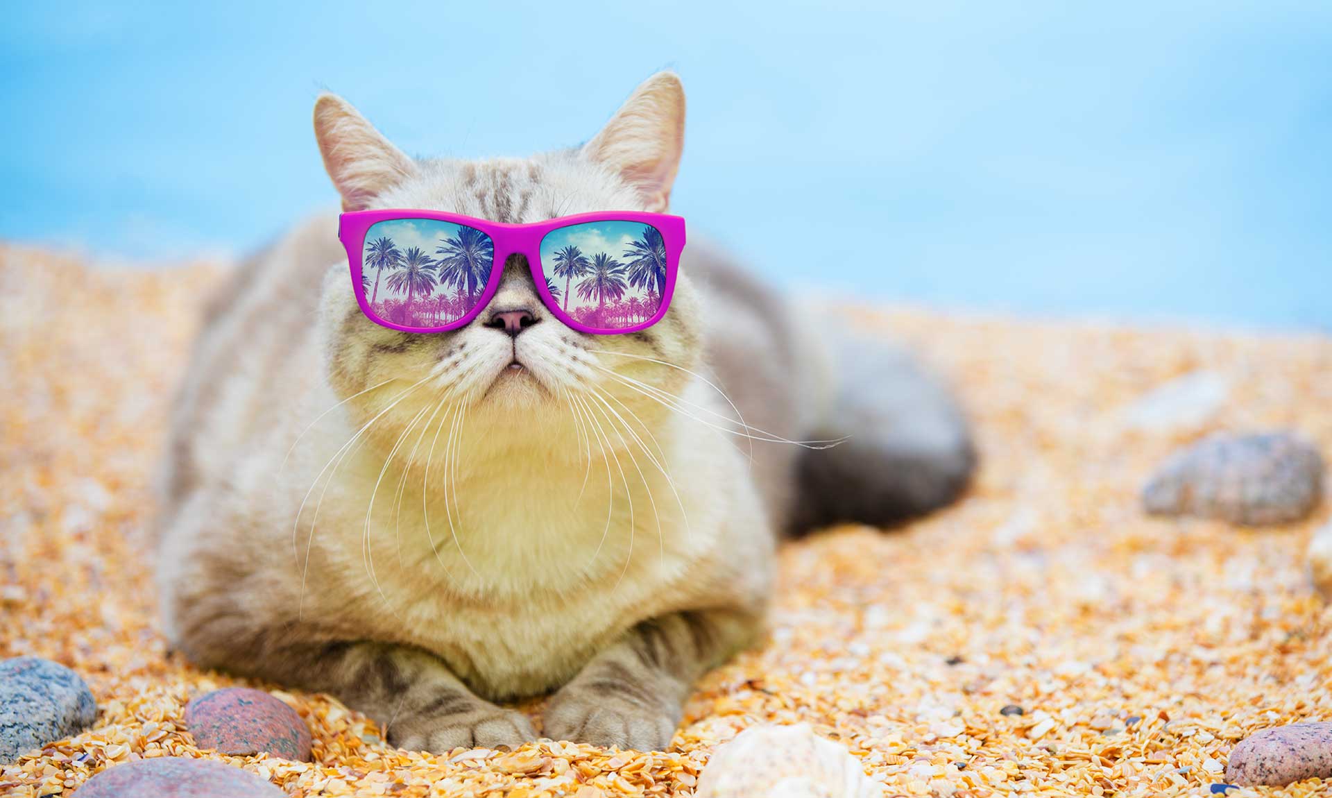 Viaggiare con il gatto: la checklist essenziale per una vacanza serena