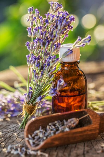 Come prendersi cura del tuo cane con la lavanda