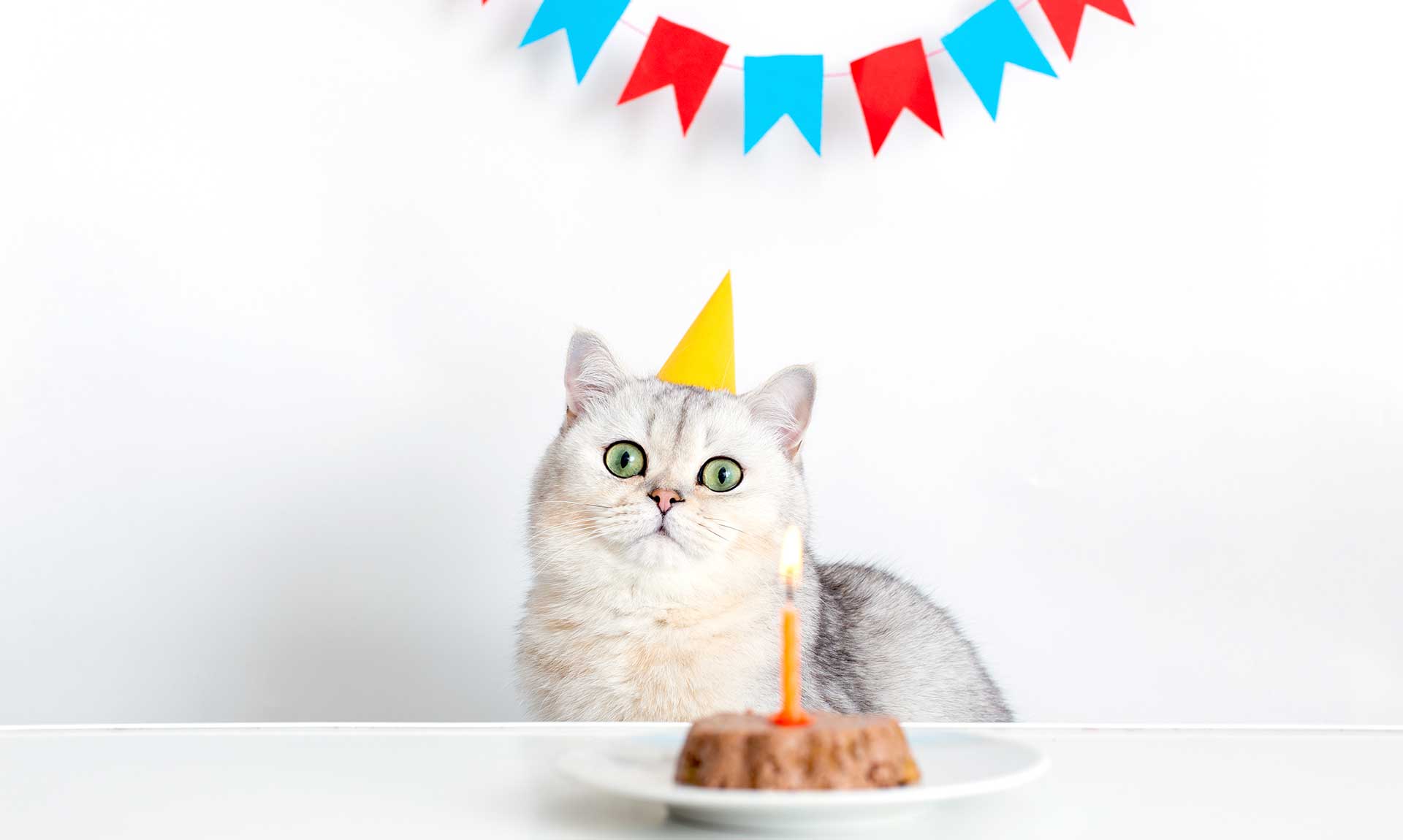 Quanti anni ha il tuo gatto? La guida completa per calcolare l’età e prenderti cura di lui