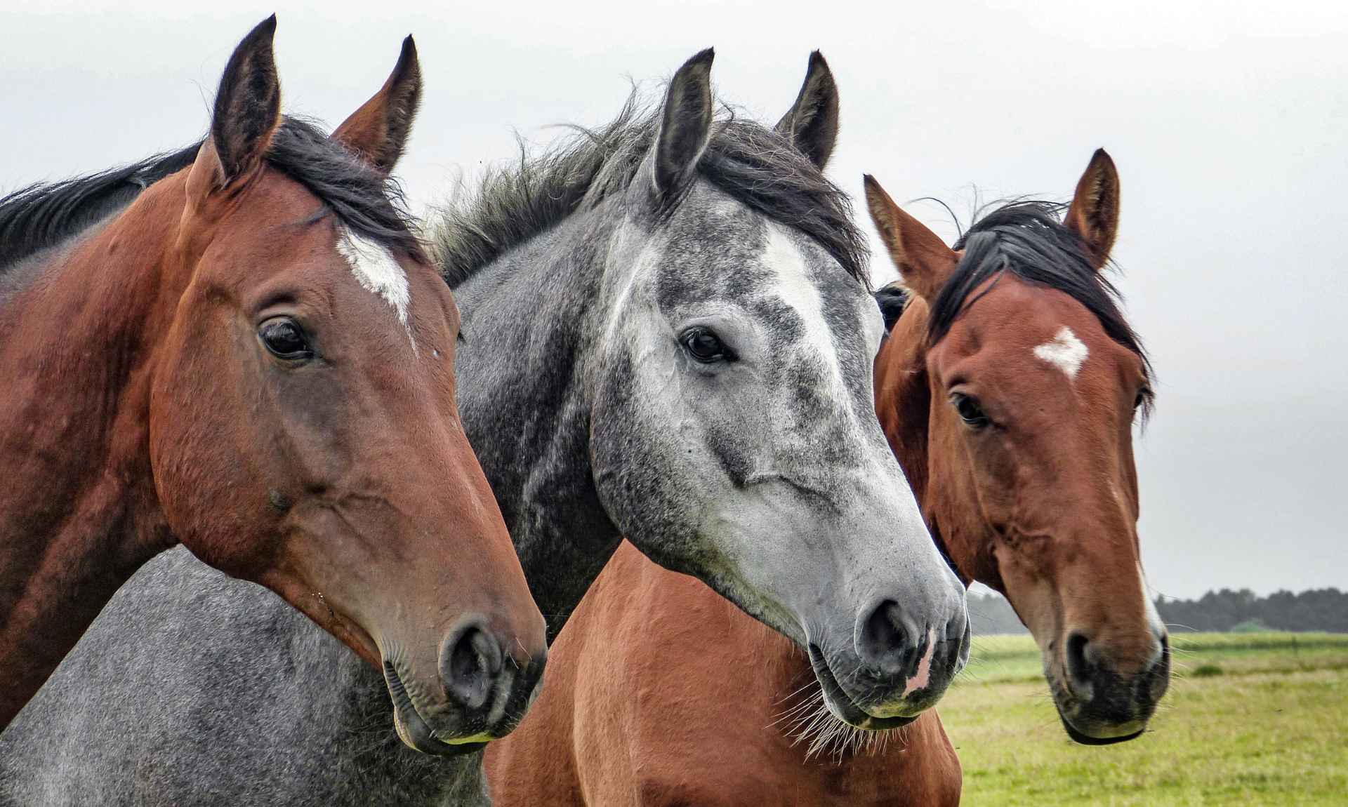 EquiWellness cavalli manipolazioni fasciali